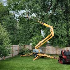  Kings Beach, CA Tree Care Pros