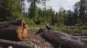 Best Tree Maintenance Programs  in Kings Beach, CA