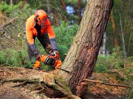 Best Tree and Shrub Care  in Kings Beach, CA