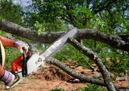 Best Tree Removal  in Kings Beach, CA