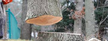 Best Arborist Consultation Services  in Kings Beach, CA