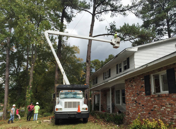 Best Tree Health Inspection  in Kings Beach, CA