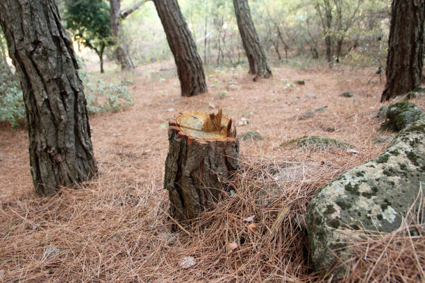Best Emergency Tree Removal  in Kings Beach, CA