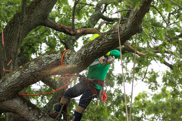 Best Leaf Removal  in Kings Beach, CA