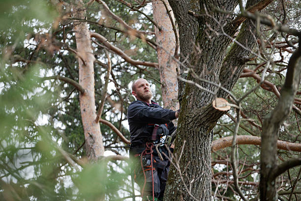 How Our Tree Care Process Works  in  Kings Beach, CA
