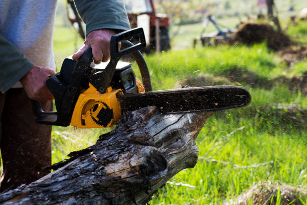 Best Tree Risk Assessment  in Kings Beach, CA