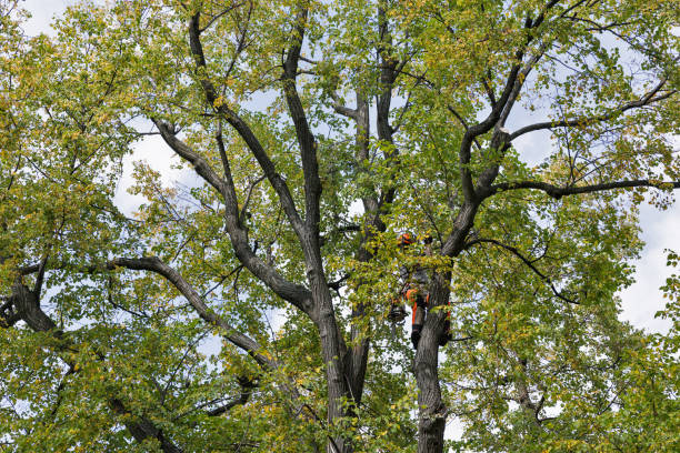 Reliable Kings Beach, CA Tree Care Solutions
