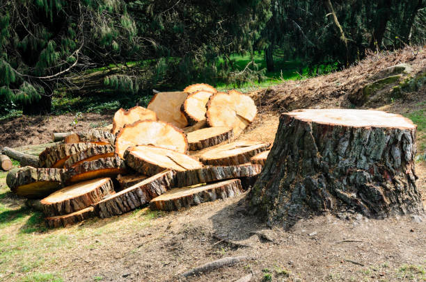 Best Stump Grinding and Removal  in Kings Beach, CA